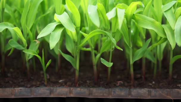 Két Hetes Kukoricanövények Területen Mielőtt Ültetik Egy Nagy Területen Kukoricatermesztés — Stock videók
