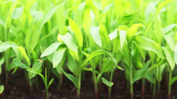 Недельные Кукурузные Растения Поле Перед Посадкой Большой Площади Концепция Выращивания — стоковое видео