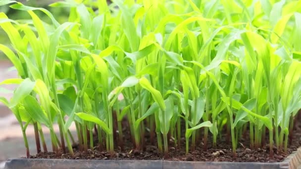 Недельные Кукурузные Растения Поле Перед Посадкой Большой Площади Концепция Выращивания — стоковое видео