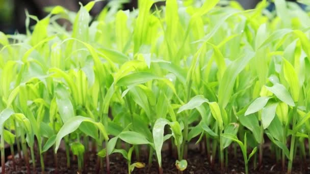 Wochen Alte Maispflanzen Auf Dem Feld Bevor Sie Auf Einer — Stockvideo