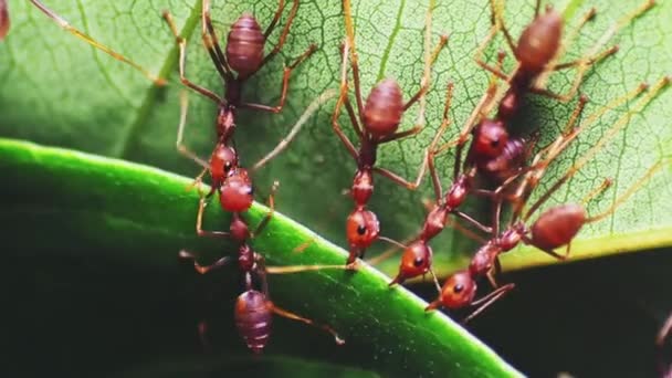 Červení Mravenci Pomáhají Tahat Listí Aby Postavili Hnízdo Video Pro — Stock video