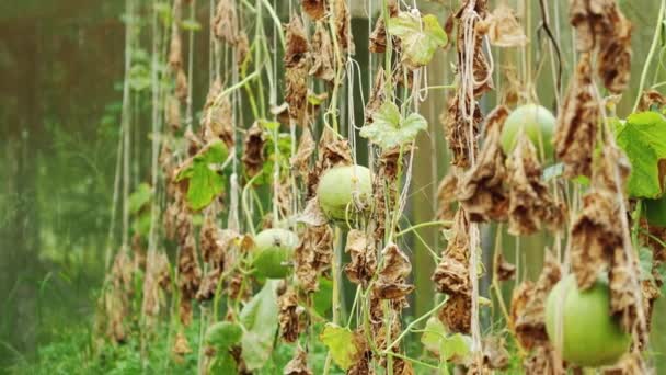 植物流行病危机造成人类粮食短缺 — 图库视频影像