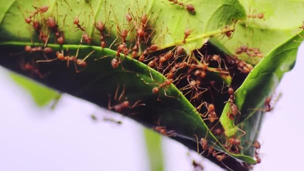 Röda Myror Hjälper Varandra Att Dra Löv För Att Bygga — Stockvideo