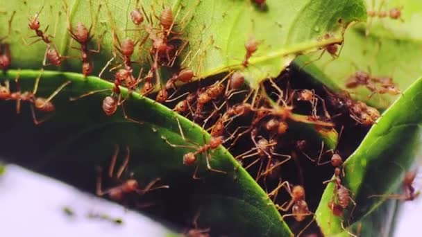 Rote Ameisen Helfen Sich Gegenseitig Blätter Ziehen Ein Nest Bauen — Stockvideo