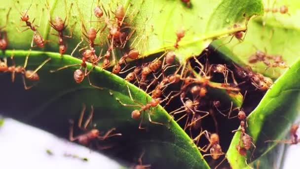 Červení Mravenci Pomáhají Tahat Listí Aby Postavili Hnízdo Video Pro — Stock video