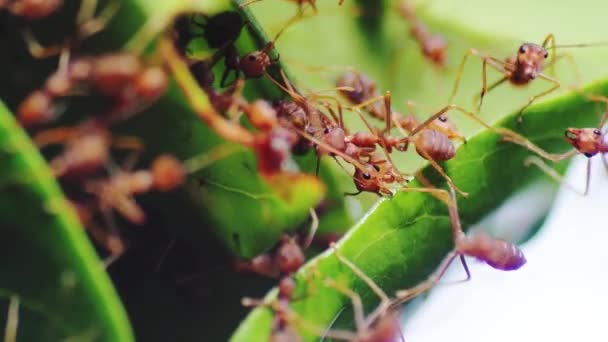 Kırmızı Karıncalar Yuva Yapmak Için Yaprakları Çekerken Birbirlerine Yardım Ederler — Stok video