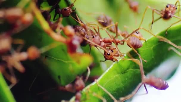Czerwone Mrówki Pomagają Sobie Nawzajem Ciągnąć Liście Zbudować Gniazdo Film — Wideo stockowe