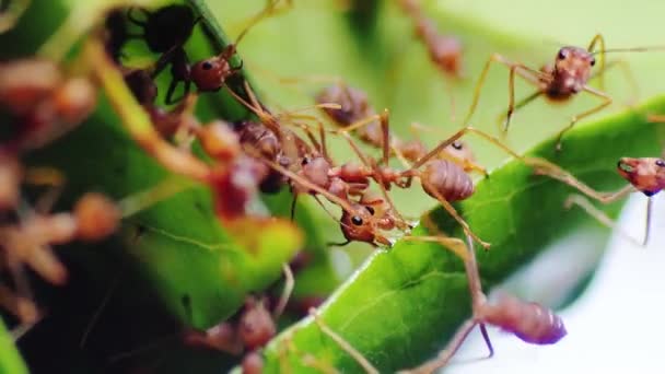 赤いアリは互いに巣を作るために葉を引っ張るのを助けます ドキュメンタリーのためのビデオやビジネスで働く団結のアイデア — ストック動画