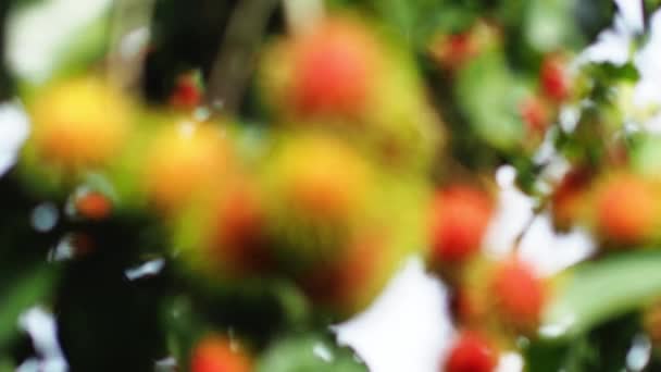 Begreppet Thailändsk Frukt Rambutan Röd Rambutan Frukt Läcker Söt Doftande — Stockvideo