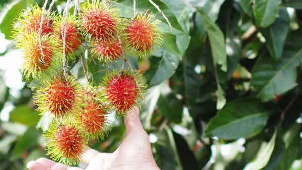 Homme Récolte Main Rambutan Fruits Concept Rambutan Aux Fruits Thaïlandais — Video
