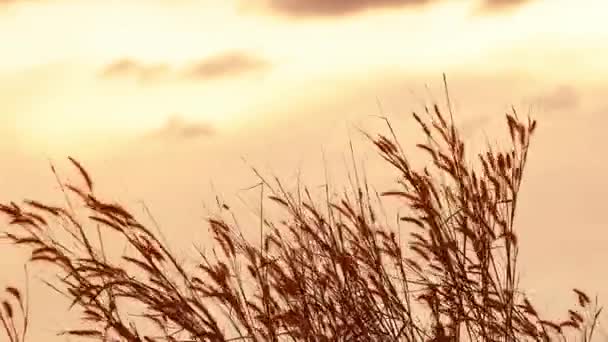 Красивый Природный Фон Красивая Трава Вечернем Свете — стоковое видео