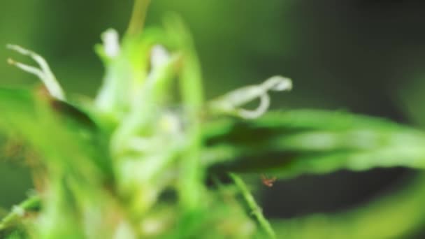 Asijské Marihuana Rostlina Květu — Stock video