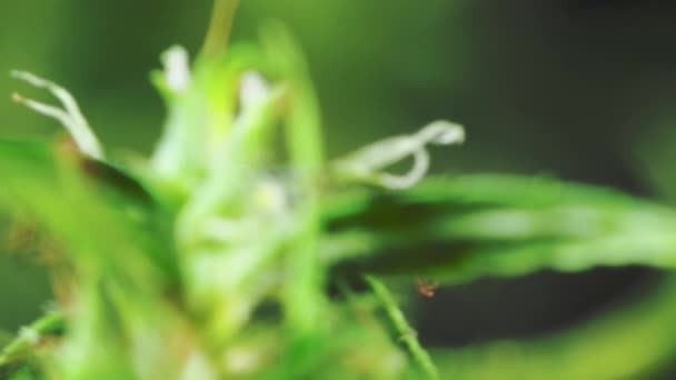 Planta Marihuana Asiática Flor — Vídeo de stock