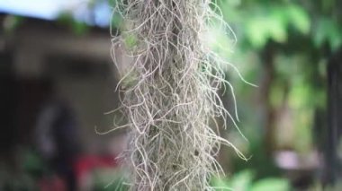 dried trunk of the tree 