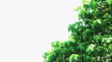 Beyaz arka planda ağaçlar. doğa arkaplan kavramı