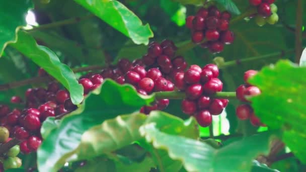 Coffee Plant Ripe Beans Coffee Beans Ripening Branch Fresh Red — Videoclip de stoc