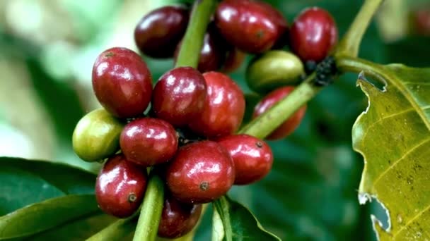 Coffee Plant Ripe Beans Coffee Beans Ripening Branch Fresh Red — Wideo stockowe