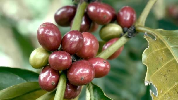 Φυτό Καφέ Ώριμα Φασόλια Κόκκους Καφέ Ωριμάζουν Στο Κλαδί Φρέσκα — Αρχείο Βίντεο