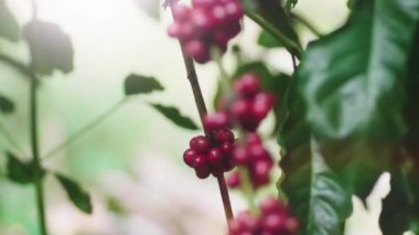 Olgun fasulyeli kahve bitkisi. Kahve çekirdekleri dalda olgunlaşıyor. Taze kırmızı ve yeşil kahve dutları. Arabika ve robusta kahvesi.