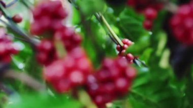 Olgun fasulyeli kahve bitkisi. Kahve çekirdekleri dalda olgunlaşıyor. Taze kırmızı ve yeşil kahve dutları. Arabika ve robusta kahvesi.