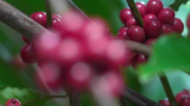 Olgun fasulyeli kahve bitkisi. Kahve çekirdekleri dalda olgunlaşıyor. Taze kırmızı ve yeşil kahve dutları. Arabika ve robusta kahvesi.