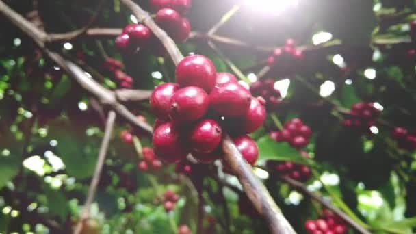 Olgun Fasulyeli Kahve Bitkisi Kahve Çekirdekleri Dalda Olgunlaşıyor Taze Kırmızı — Stok video