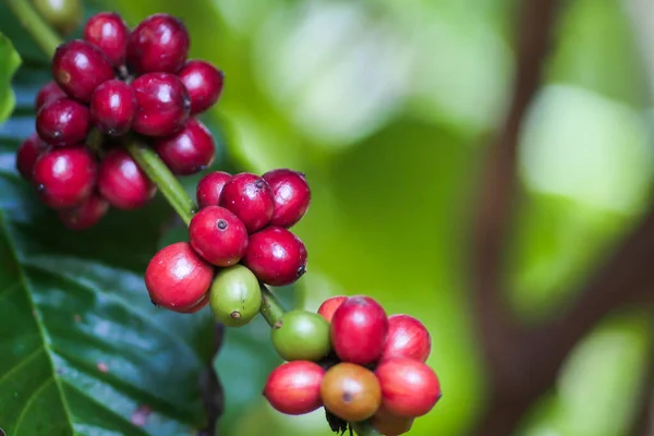 coffee plant with ripe beans. coffee beans ripening on the branch. Fresh red and green coffee berries background. Arabica and robusta coffee