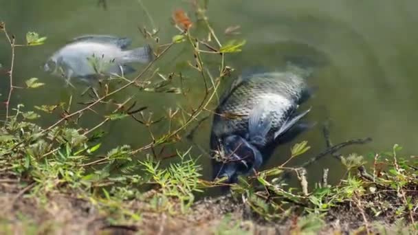 Fisk Som Dör Förorenat Vatten Begreppet Påverkan Vattenföroreningar — Stockvideo