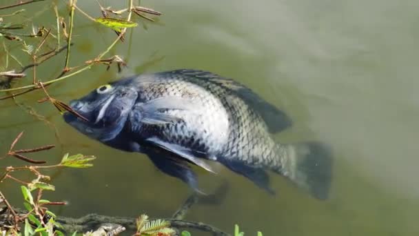 Рыба Умирает Загрязненной Воды Концепция Воздействия Загрязнения Воды — стоковое видео