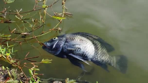 Рыба Умирает Загрязненной Воды Концепция Воздействия Загрязнения Воды — стоковое видео