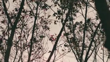 trees waving by the wind at the sunset 