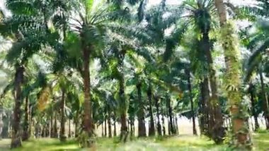 oil palm plantation large in Thailand. Converting a high angle view of an oil palm plantation plot. palm oil concept