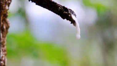 macro of white latex droplets from rubber trees in Thailand. industrial raw material concept