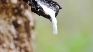 macro of white latex droplets from rubber trees in Thailand. industrial raw material concept