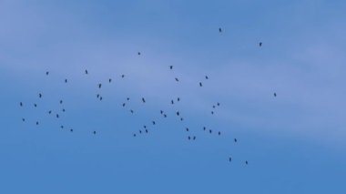 Mavi gökyüzünde uçan kuş sürüsü 