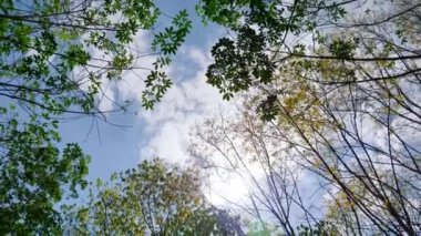 The leaves change color in the summer. summer trees against bright sky