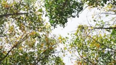 The leaves change color in the summer. summer trees against bright sky