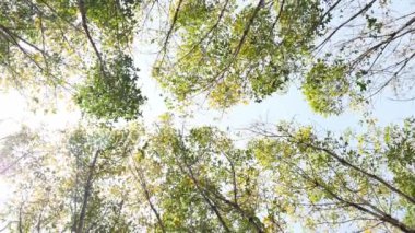 The leaves change color in the summer. summer trees against bright sky