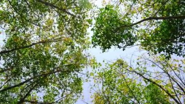 The leaves change color in the summer. summer trees against bright sky