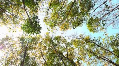 The leaves change color in the summer. summer trees against bright sky