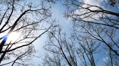 Mavi arka planda ağaçlar. doğa arkaplan kavramı