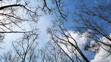 Mavi arka planda ağaçlar. doğa arkaplan kavramı