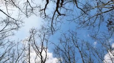 Mavi arka planda ağaçlar. doğa arkaplan kavramı