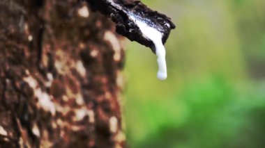 macro of white latex droplets from rubber trees in Thailand. industrial raw material concept