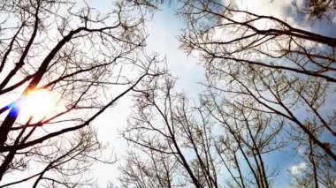 Mavi arka planda ağaçlar. doğa arkaplan kavramı