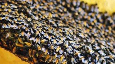 Close-up footage of bee hive. animal life concept