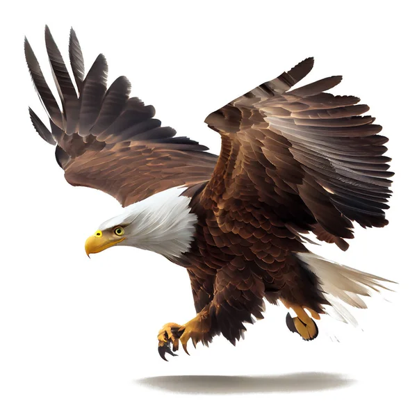 bald eagle in flight with clipping path on white background