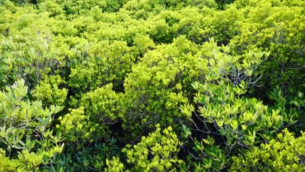 Bördig Mangroveskog Ett Område För Uppfödning Vattenlevande Djur Thailand Rayongprovinsen — Stockvideo