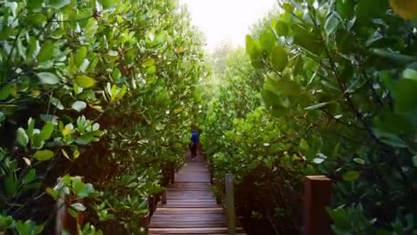 Hombre Caminando Sobre Puente Madera Bosque Manglares Área Para Cría — Vídeo de stock