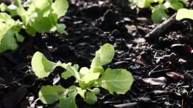 Gıda güvenliği kavramı, serada büyüyen sebzeler. 
